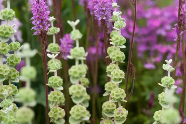 Ballota pseudodictamnus