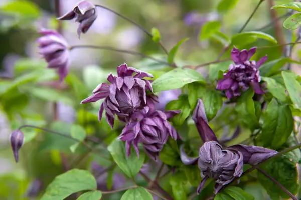 Clematis „Mary Rose”