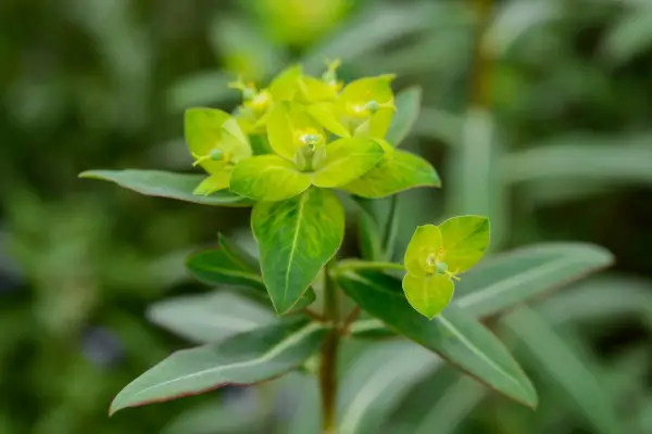 Euphorbia 'Excalibur'