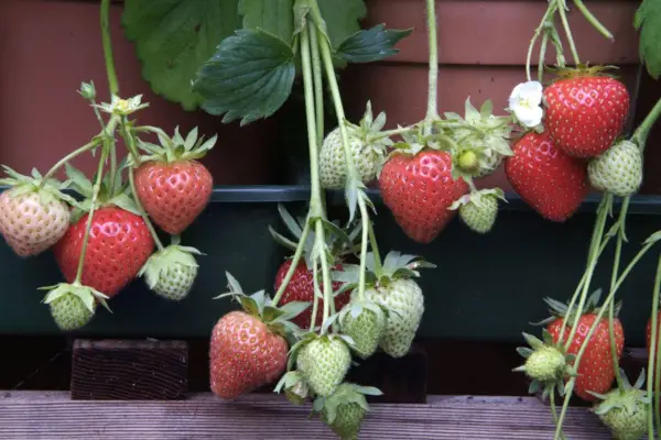 Fragaria x Ananassa 'Christine'