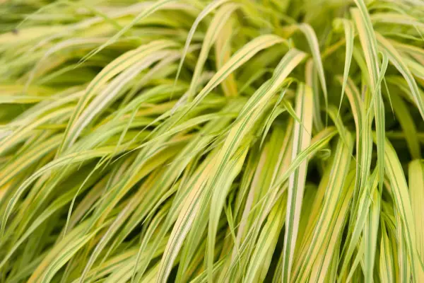 Hakonechloa macra 'aureola'
