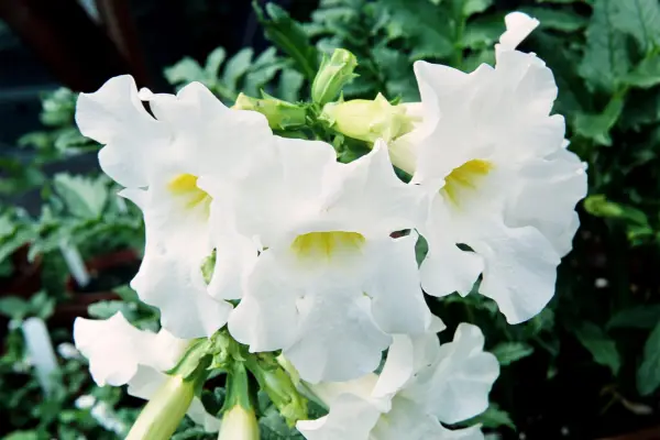 Incarvillea Delavayi 'Snowtop'