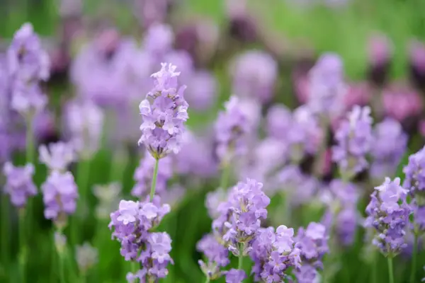 Dawn está 'Cedar Blue'