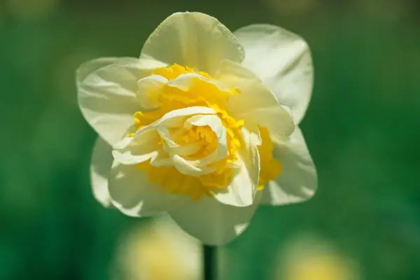 Narcissus „jedinečný“