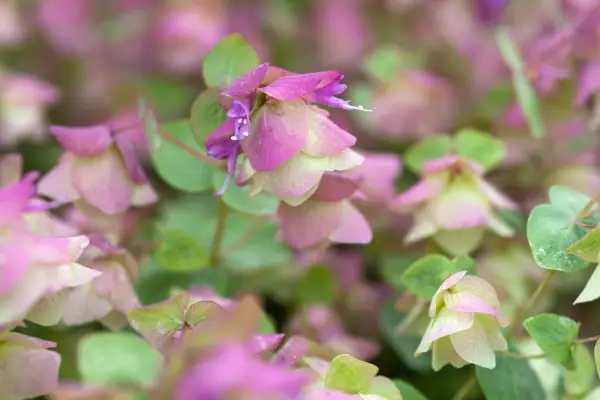 Origanum 'Kent Beauty'