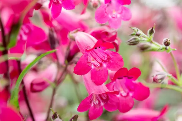Penstemon「ガーネット」