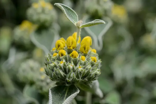 Phlomis fruticosa