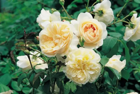 Rosa „Lichfield Angel”