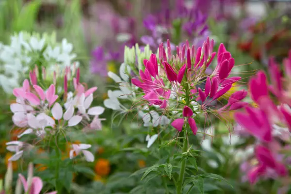 Cleome