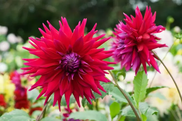 Red dahlia flowers