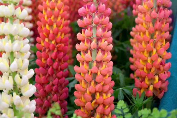 Lupin flower spikes