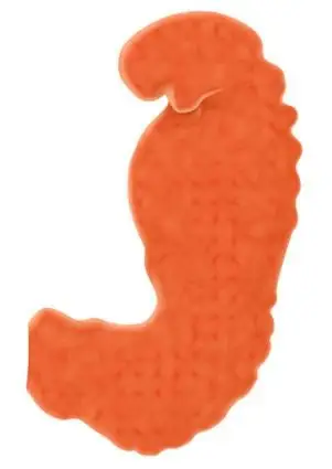 embryon à 5 semaines de grossesse