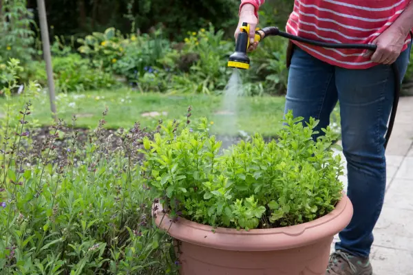 Watering using a hosepipe can lead to water being wasted