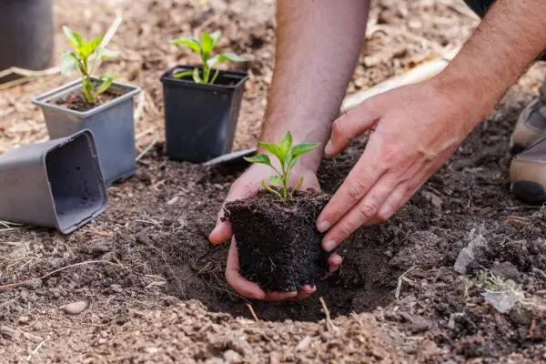 Planting out young plants