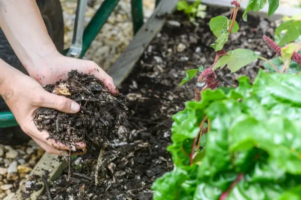 Using a compost mulch will help to retain moisture in the soil