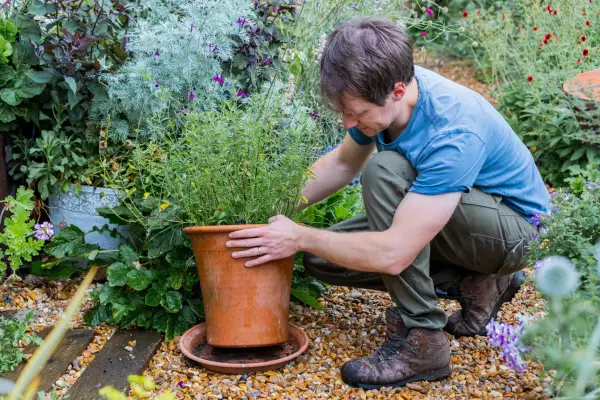 Place a saucer under pots to catch excess water