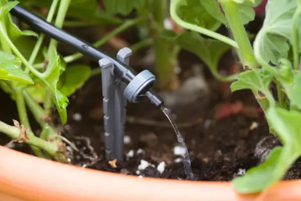 Micro-drip irrigation systems deliver water directly to the soil where it is needed