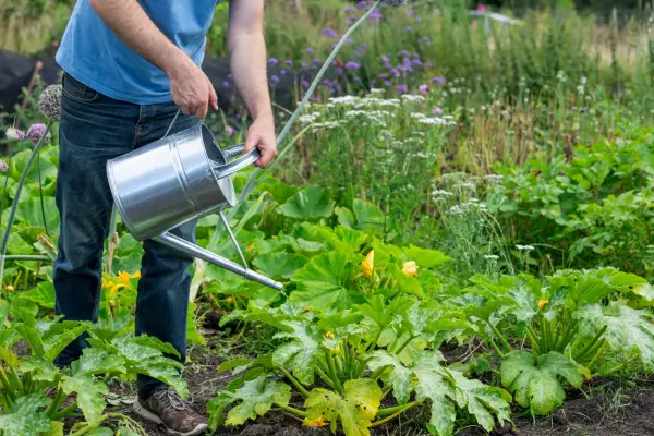 איך להיות חכמים במים בגינה