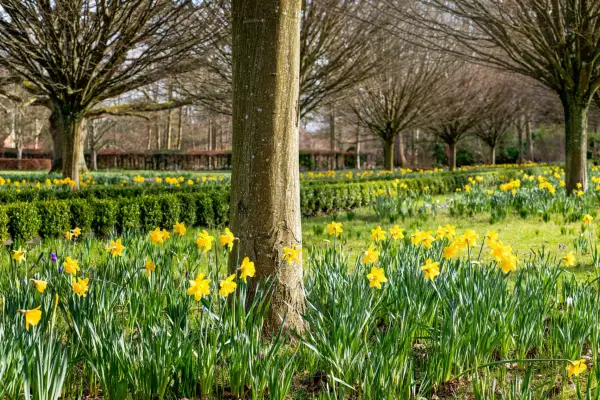 Daffodils in the wildflower meadow at Highgrove