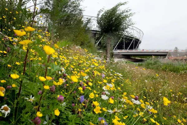 Meadow plants were a key feature at the Stratford Olympic Park