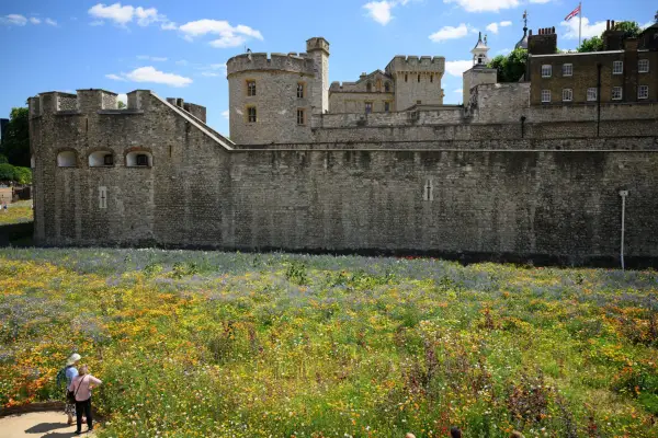 In the summer of 2022, the moat around the Tower of London was planted with 20 million seeds to create a wildflower meadow. Getty images