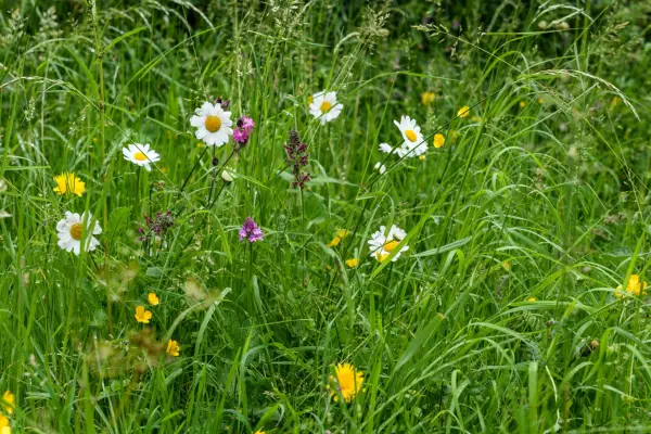 A first step to creating a meadow can be to leave a patch of lawn to go wild