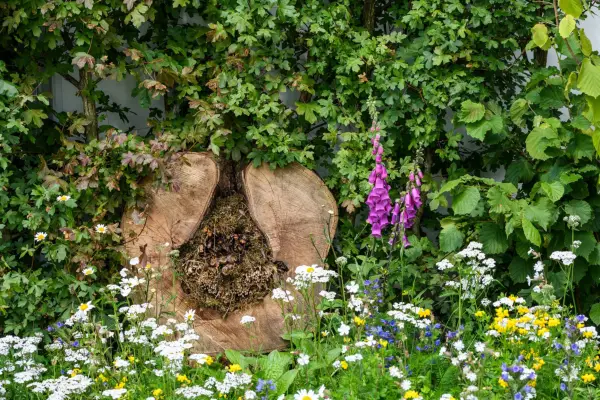 Meadow plants can be popular with a weather of wildlife