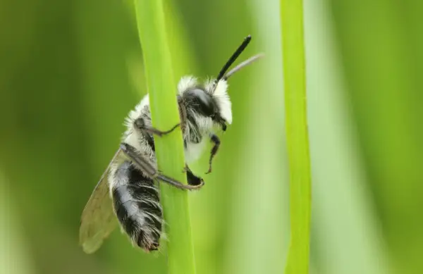 Wildlife Watch: Ashy Mining Bee