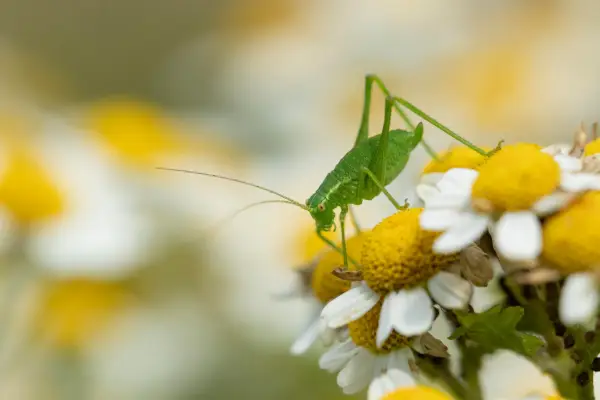 야생 동물 감시 : 얼룩덜룩 한 덤불 크리켓