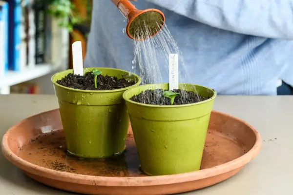 Sunflower seedlings growing in pots
