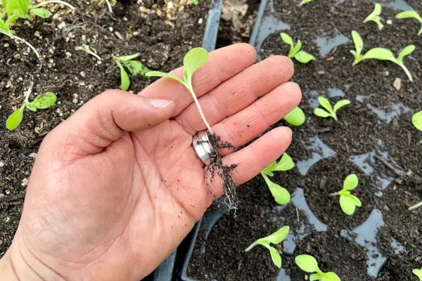 Free xerochrysum flower seed seedlings