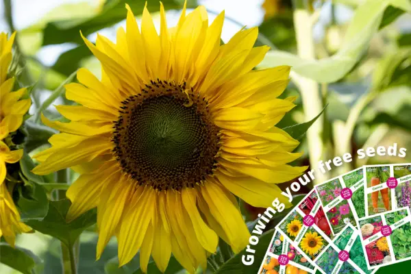 Semi di fiori gratuiti 2024 - Aprile