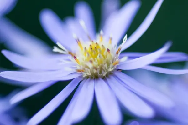 Symphyotrichum 
