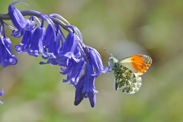 Wildlife Watch: Orange-Tip Butterfly