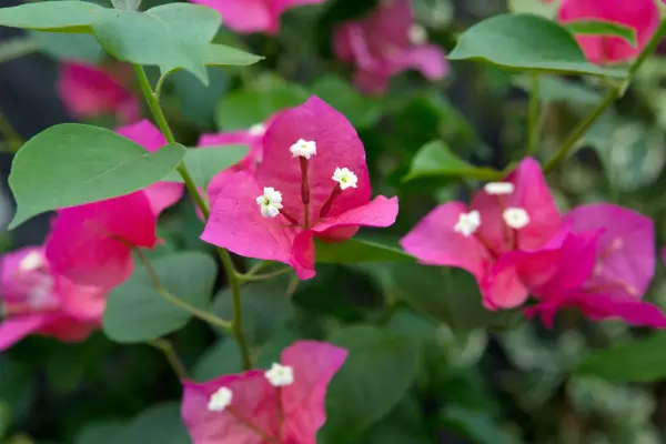 Jeanne Baret was part of the expedition that discovered bougainvillea