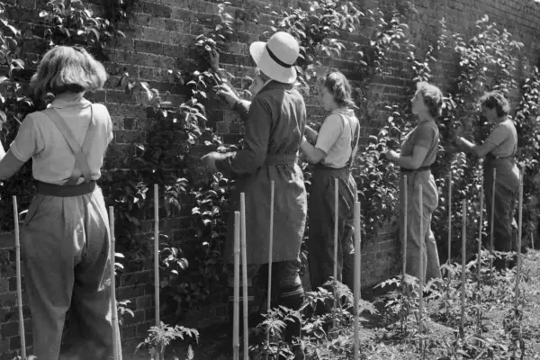 Gardeners pruning pear cordons at the Waterperry School of Horticulture. Getty images.