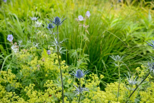 Lady’s mantle, molinia and sea holly