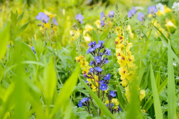 Anchusa azurea with Verbascum 