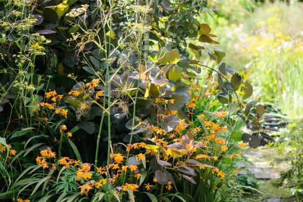 Smoke bush, montbretia and fennel