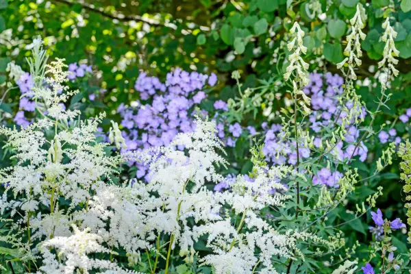Astilbe, aster and monkshood