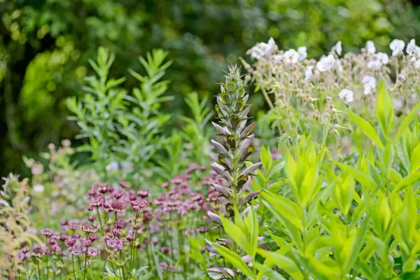 Astrantia, geranium and bears breeches