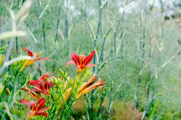 Daylily and bronze fennel