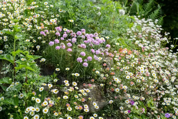 Fleabane and thrift