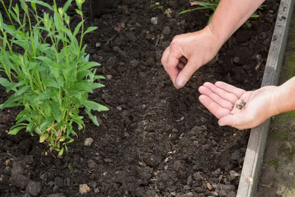 Sowing zinnia seeds direct outside