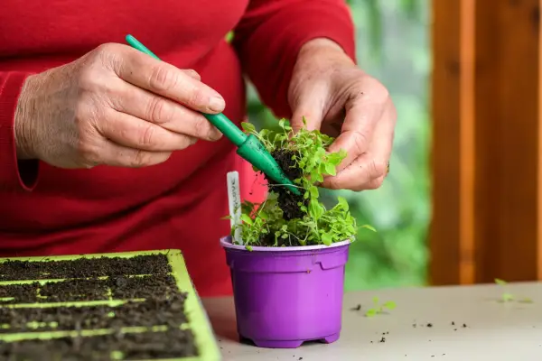 Pricking out foxglove seedlings