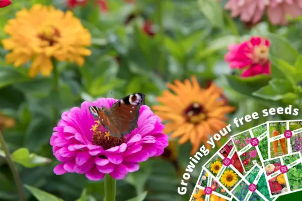 זרעי פרחים בחינם 2024 - יולי