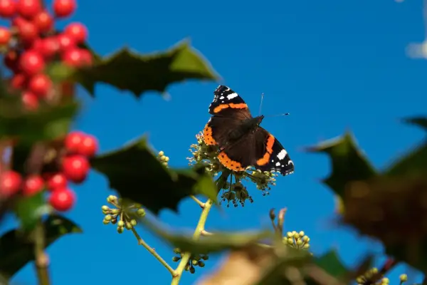 Red admiral butterfly in the garden