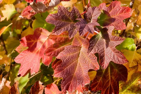 Oak leaf hydrangea, Hydrangea quercifolia. Photo: Getty Images.