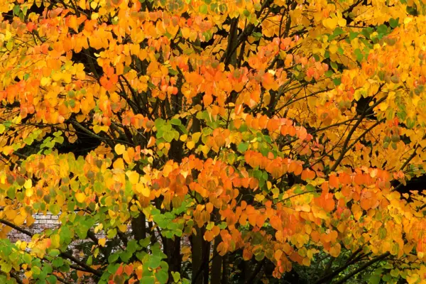 Cercidiphyllum japonicum autumn colour. Photo: Getty Images.