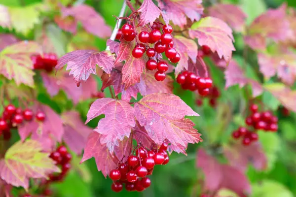 How to grow guelder rose